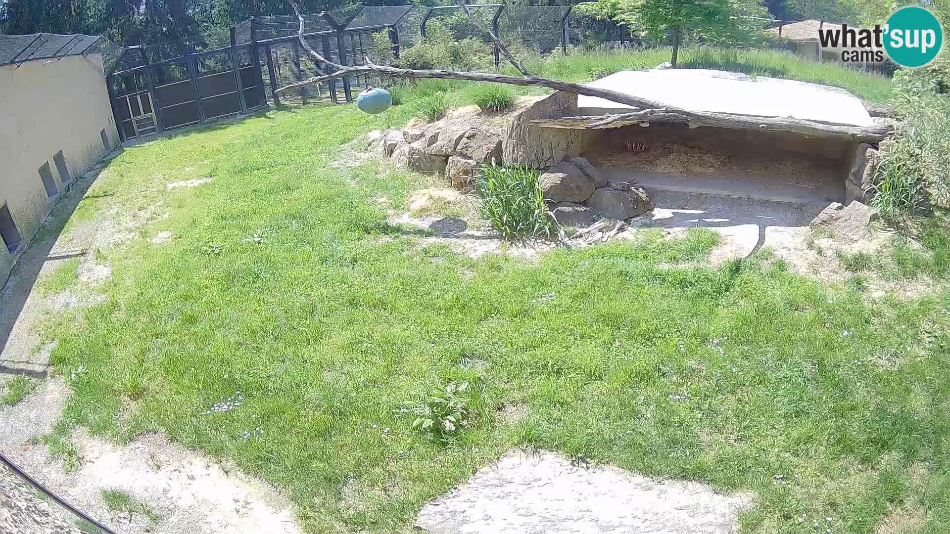 LION webcam en direct du zoo de Ljubljana – Slovénie