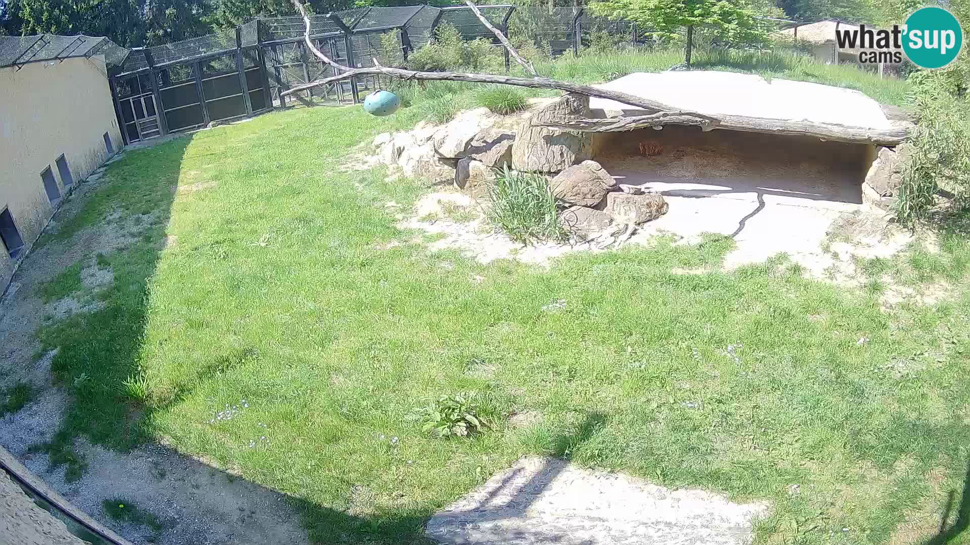 LION live Webcam in Ljubljana Zoo – Slovenia