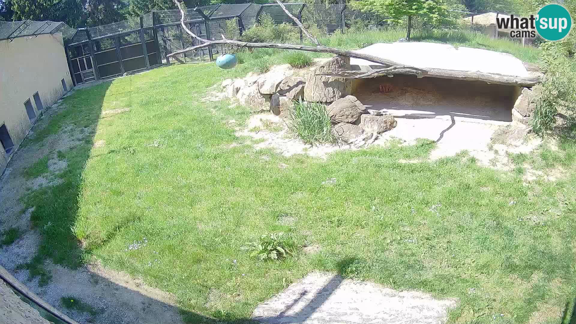 LEON Webcam en vivo en Ljubljana Zoo – Eslovenia
