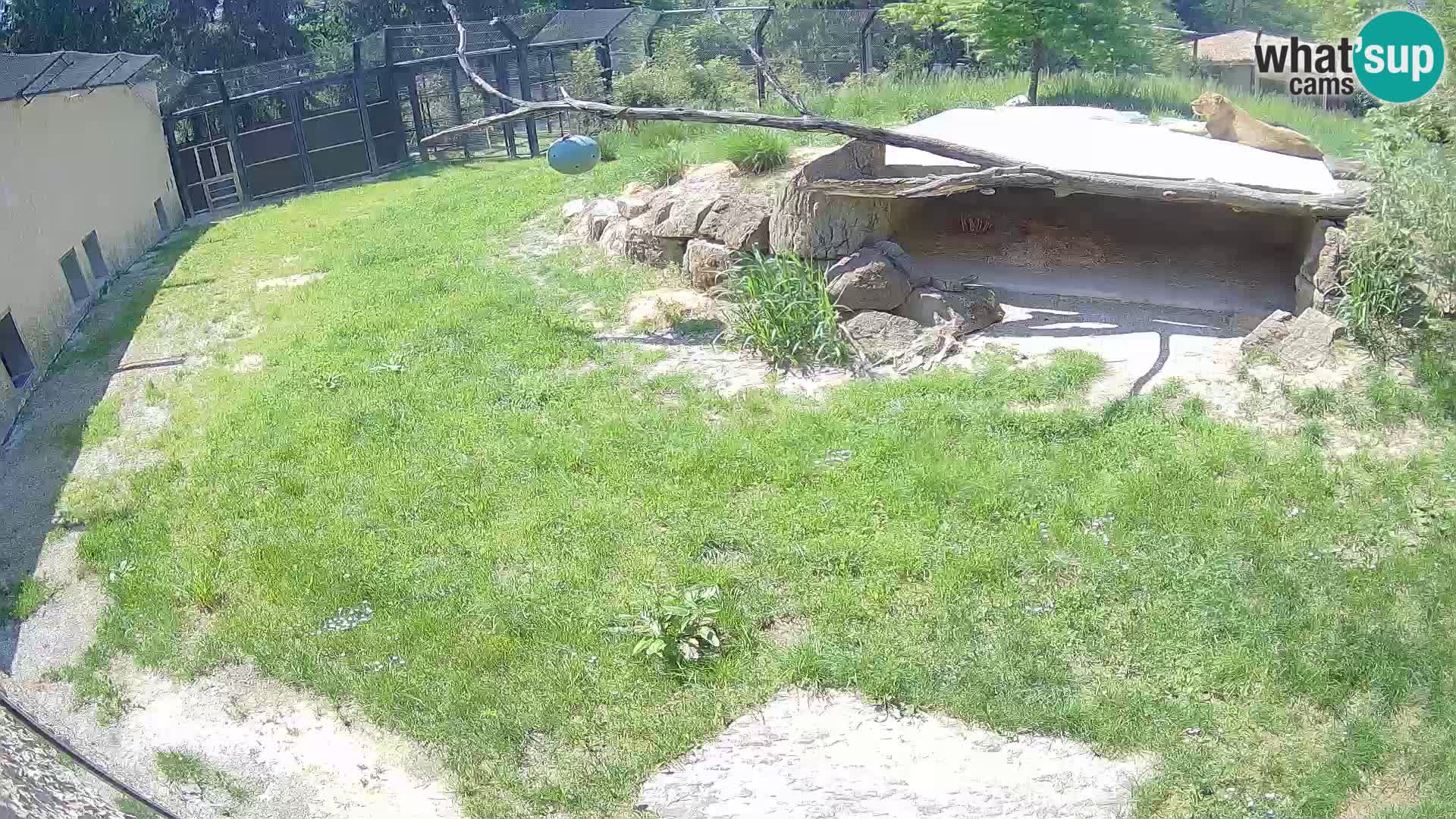 LEVI spletna kamera v živalskem vrtu Ljubljana Zoo
