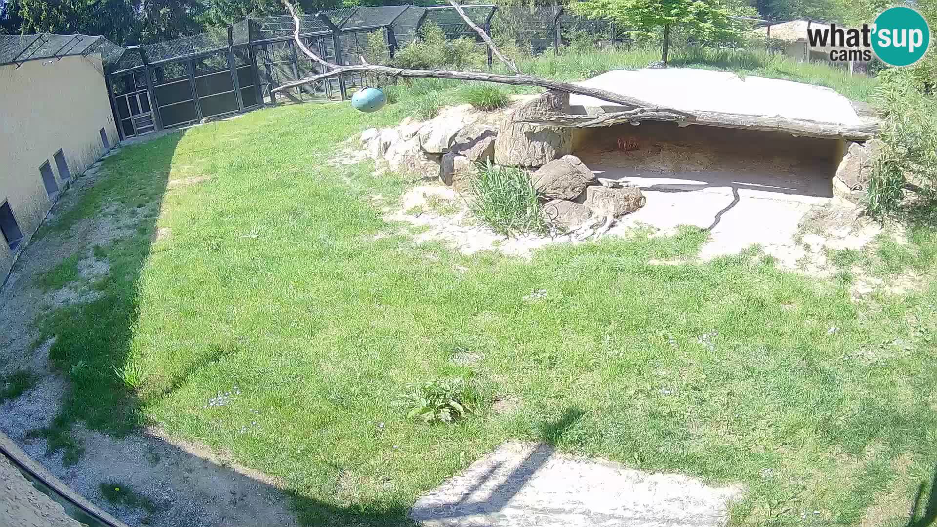 LEONE live Webcam nello zoo di Lubiana – Slovenia