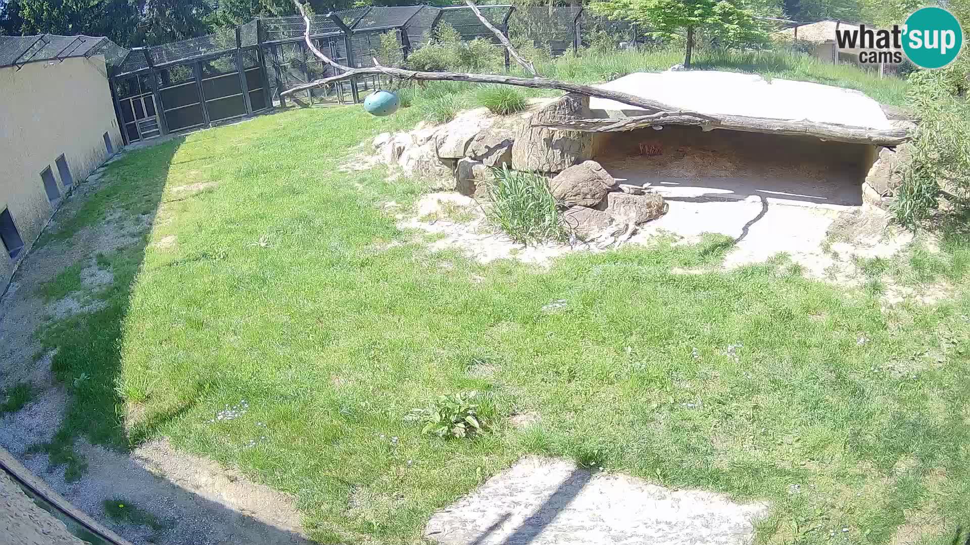 LEON Webcam en vivo en Ljubljana Zoo – Eslovenia