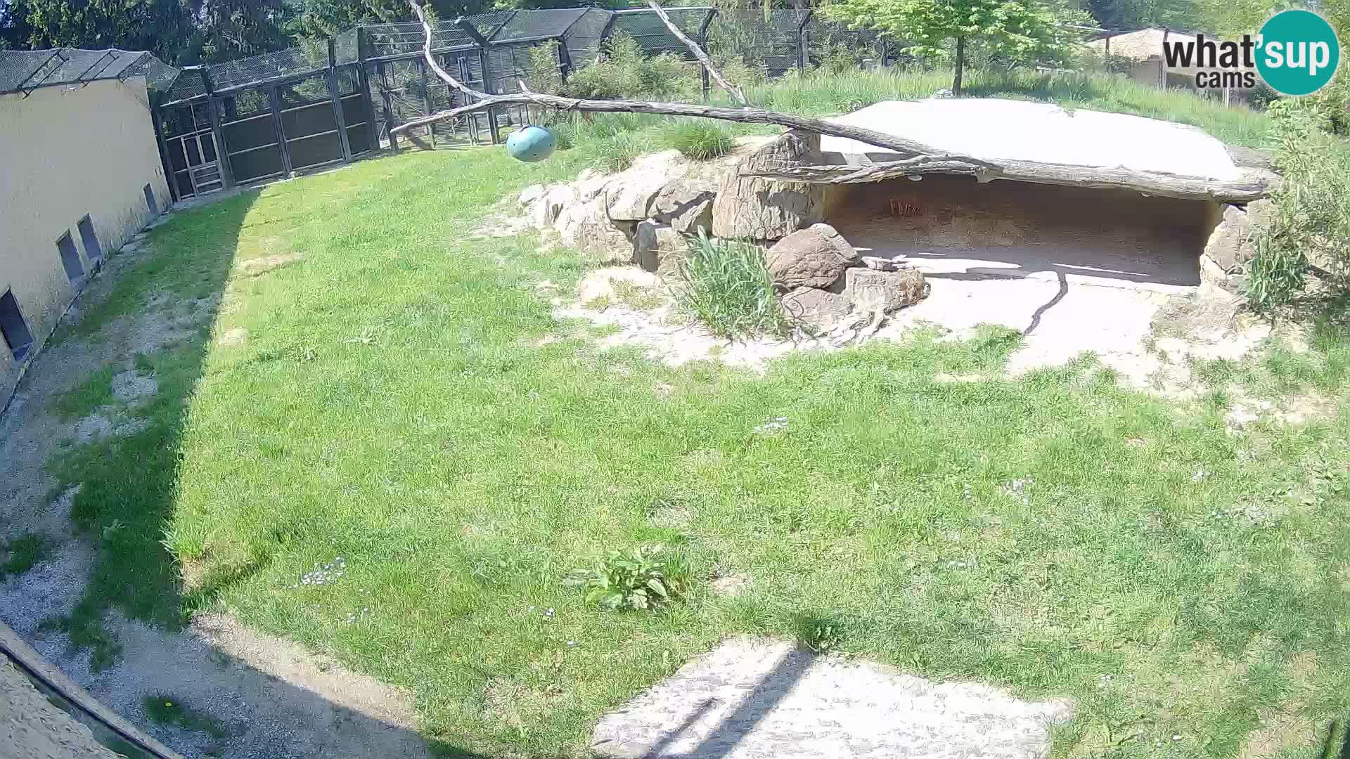 LION webcam en direct du zoo de Ljubljana – Slovénie