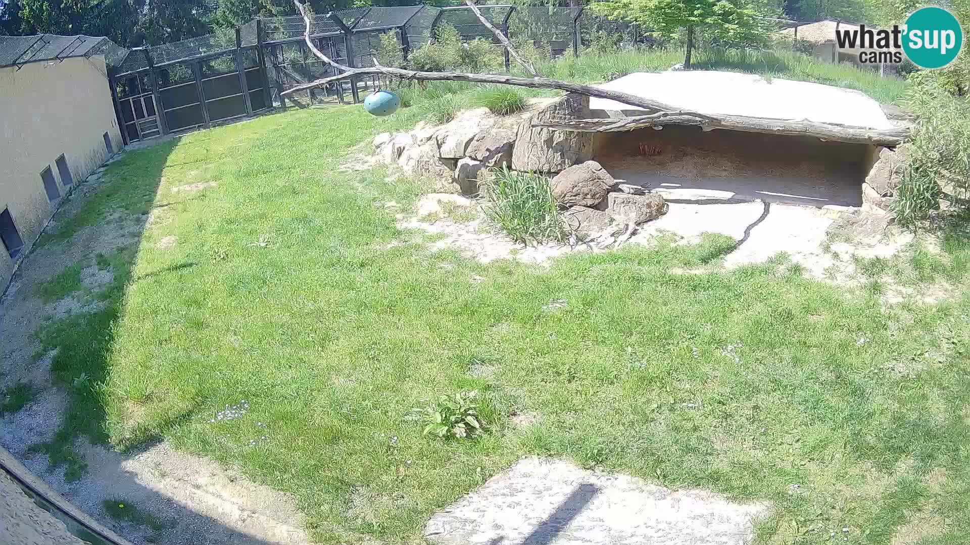 LEONE live Webcam nello zoo di Lubiana – Slovenia