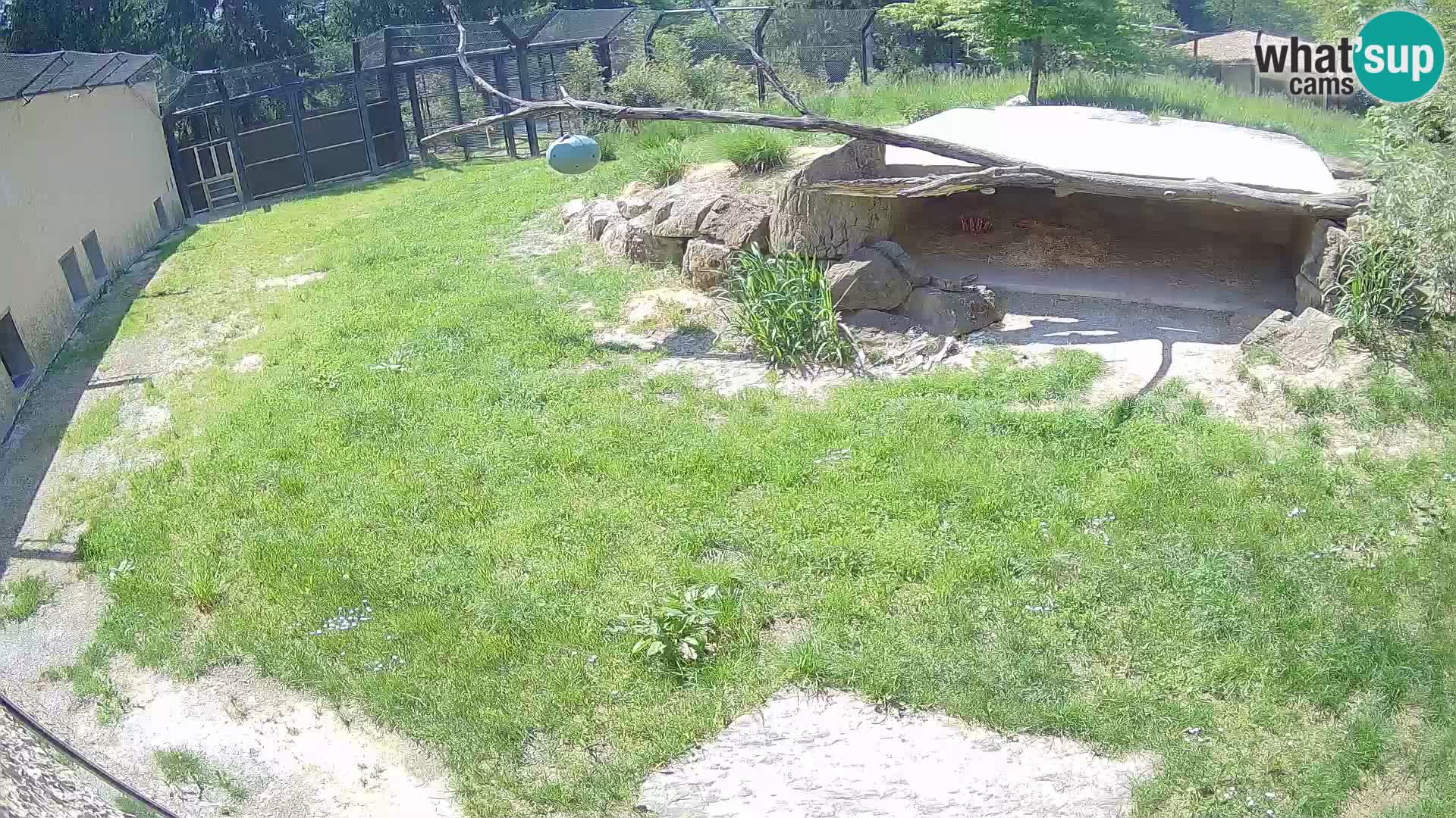 Löwe live Webcam im Zoo von Ljubljana – Slowenien