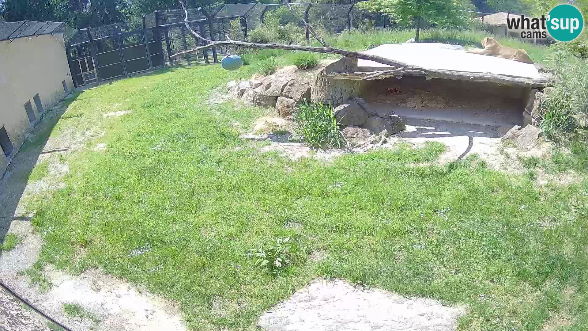 LION webcam en direct du zoo de Ljubljana – Slovénie