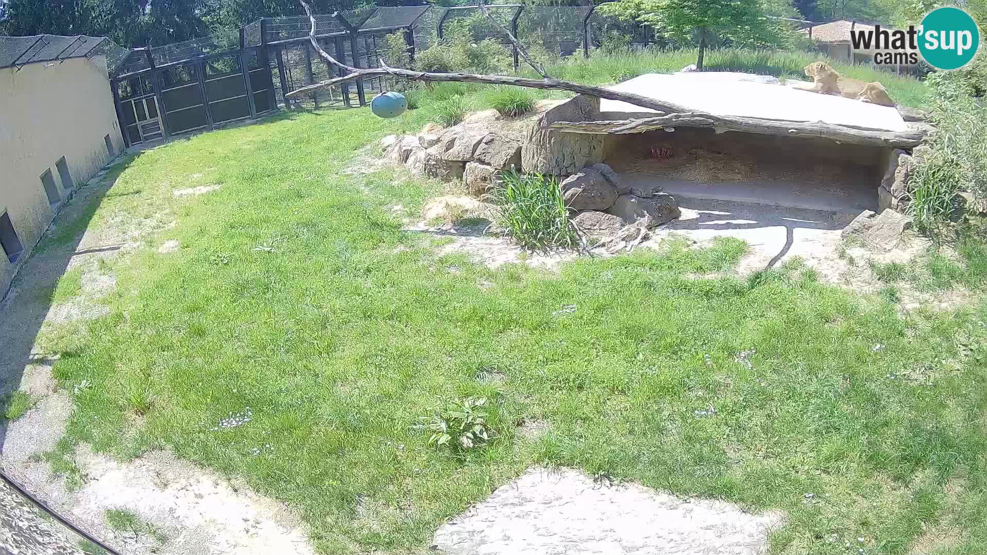 Lavovi web kamera uživo u ljubljanskom zoološkom vrtu – Slovenija