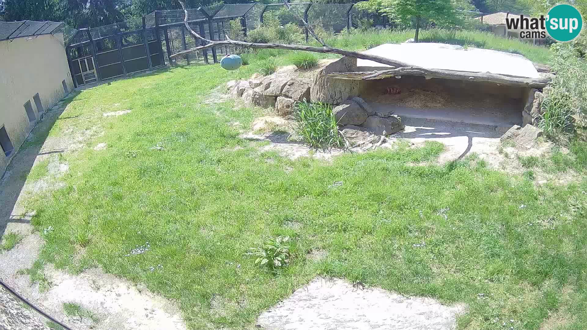 LION live Webcam in Ljubljana Zoo – Slovenia