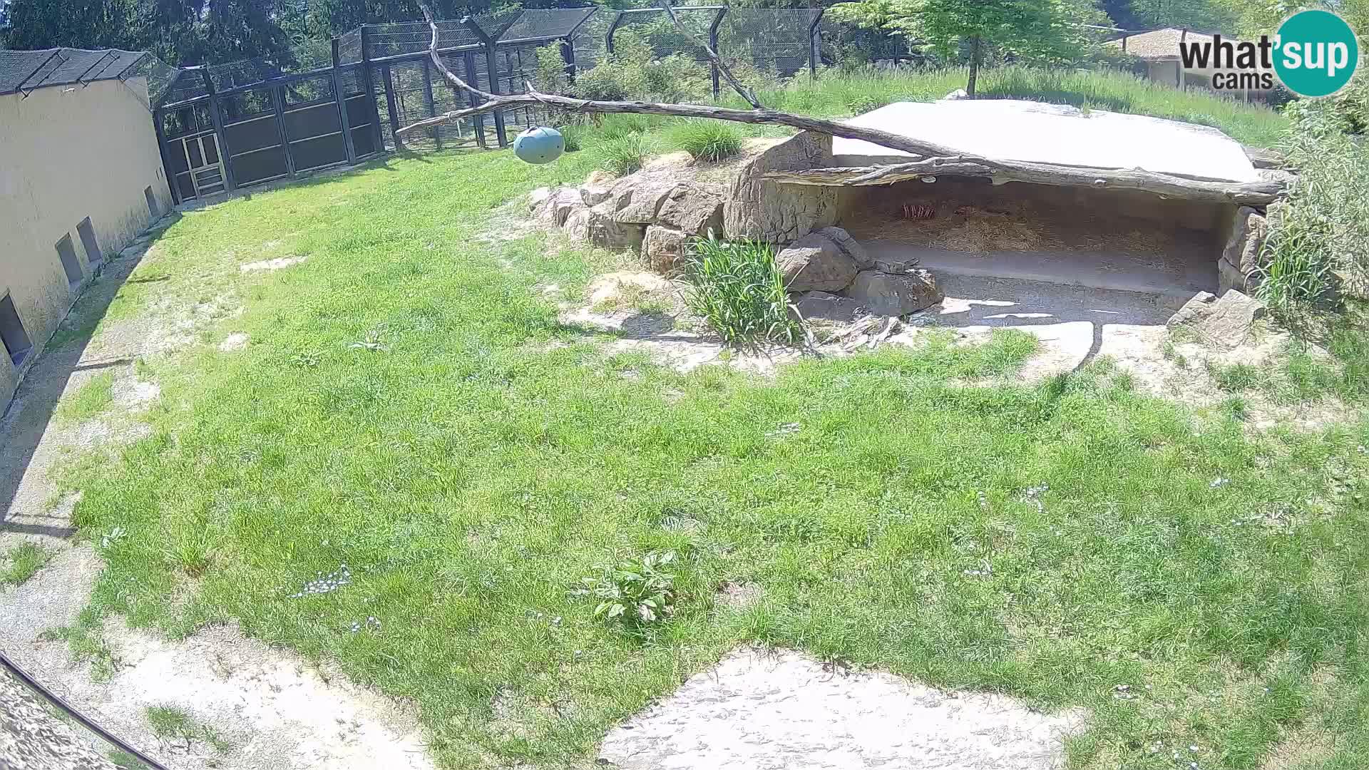 LION live Webcam in Ljubljana Zoo – Slovenia