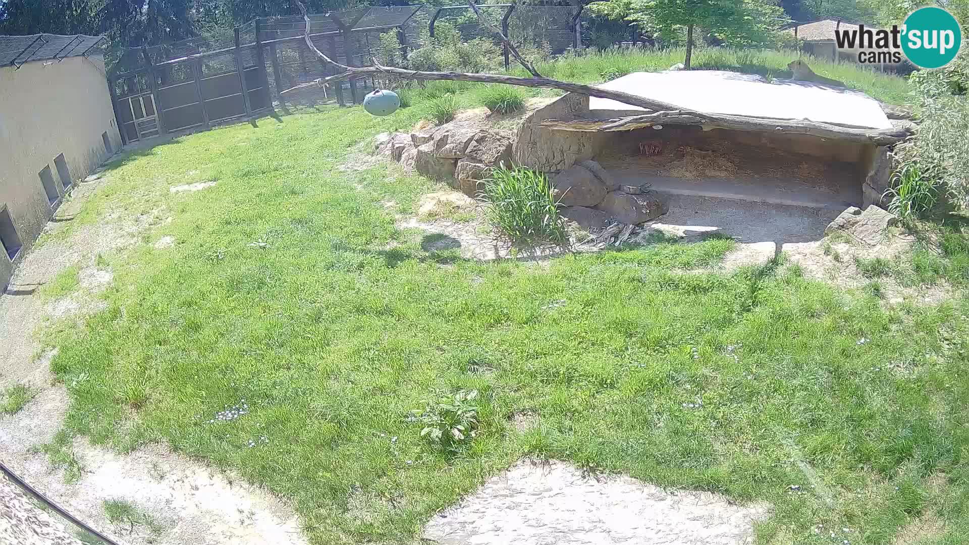 Lavovi web kamera uživo u ljubljanskom zoološkom vrtu – Slovenija