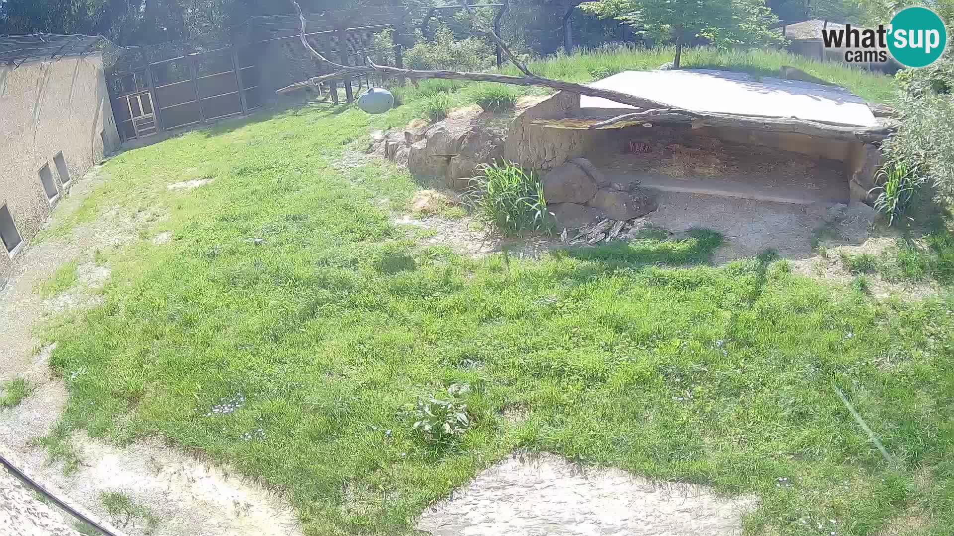 LEVI spletna kamera v živalskem vrtu Ljubljana Zoo