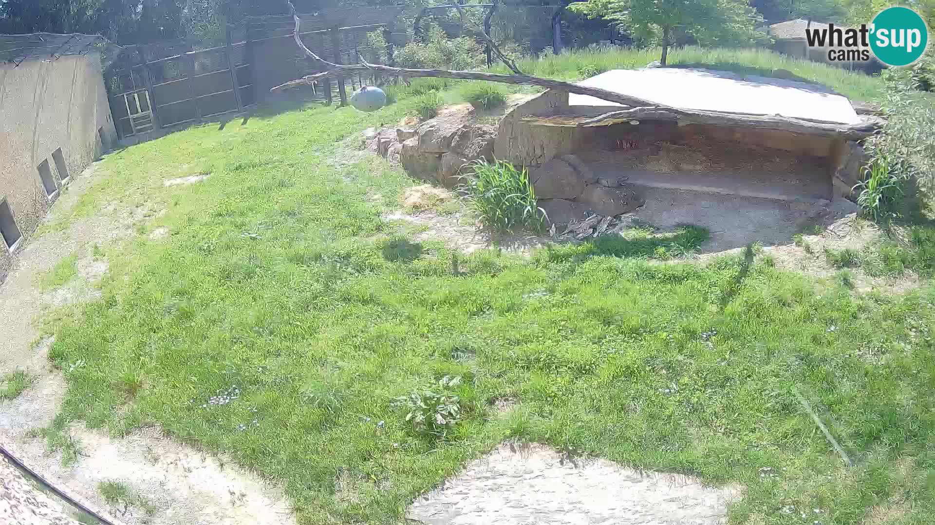 LEVI spletna kamera v živalskem vrtu Ljubljana Zoo