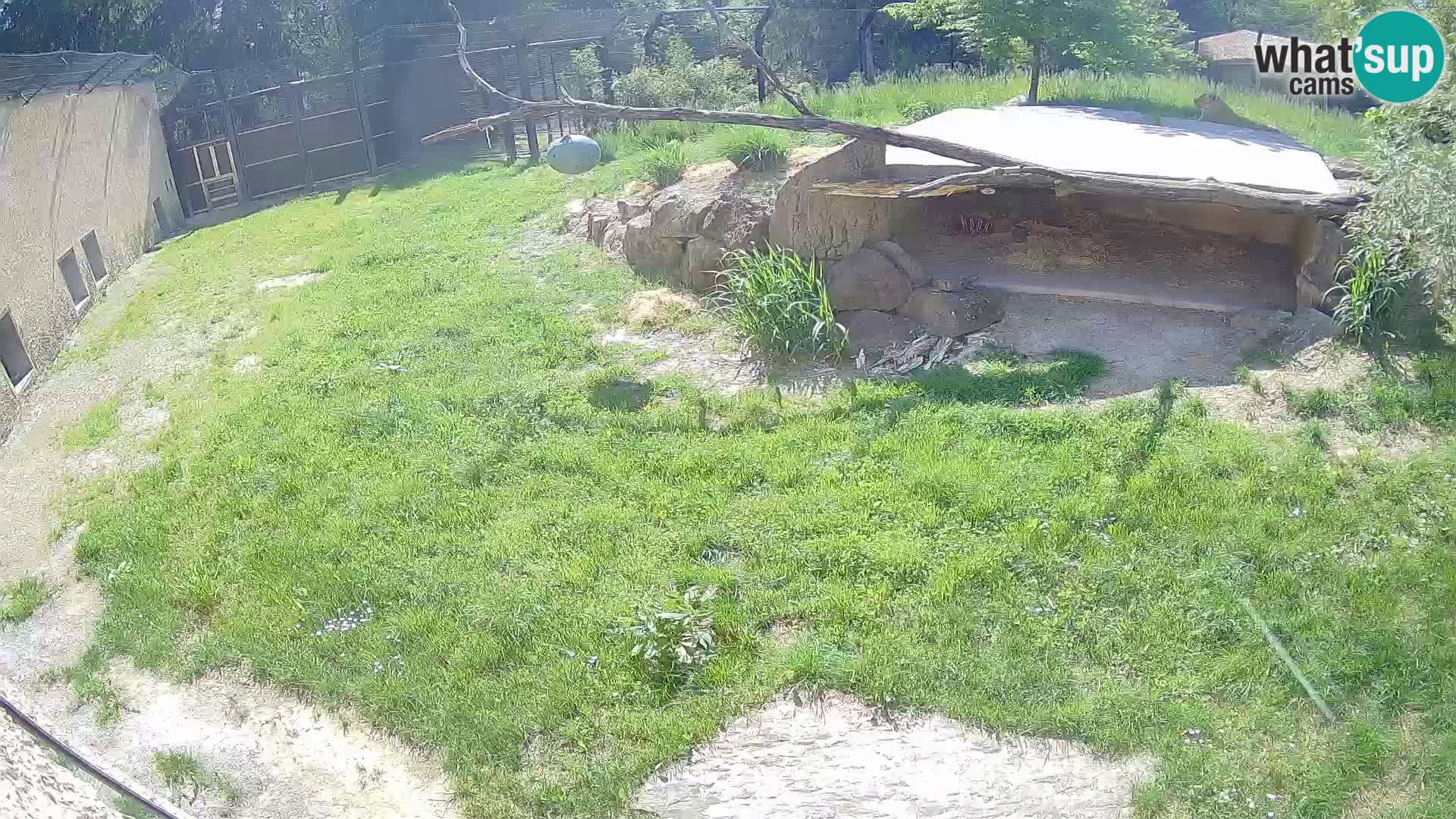 LEON Webcam en vivo en Ljubljana Zoo – Eslovenia