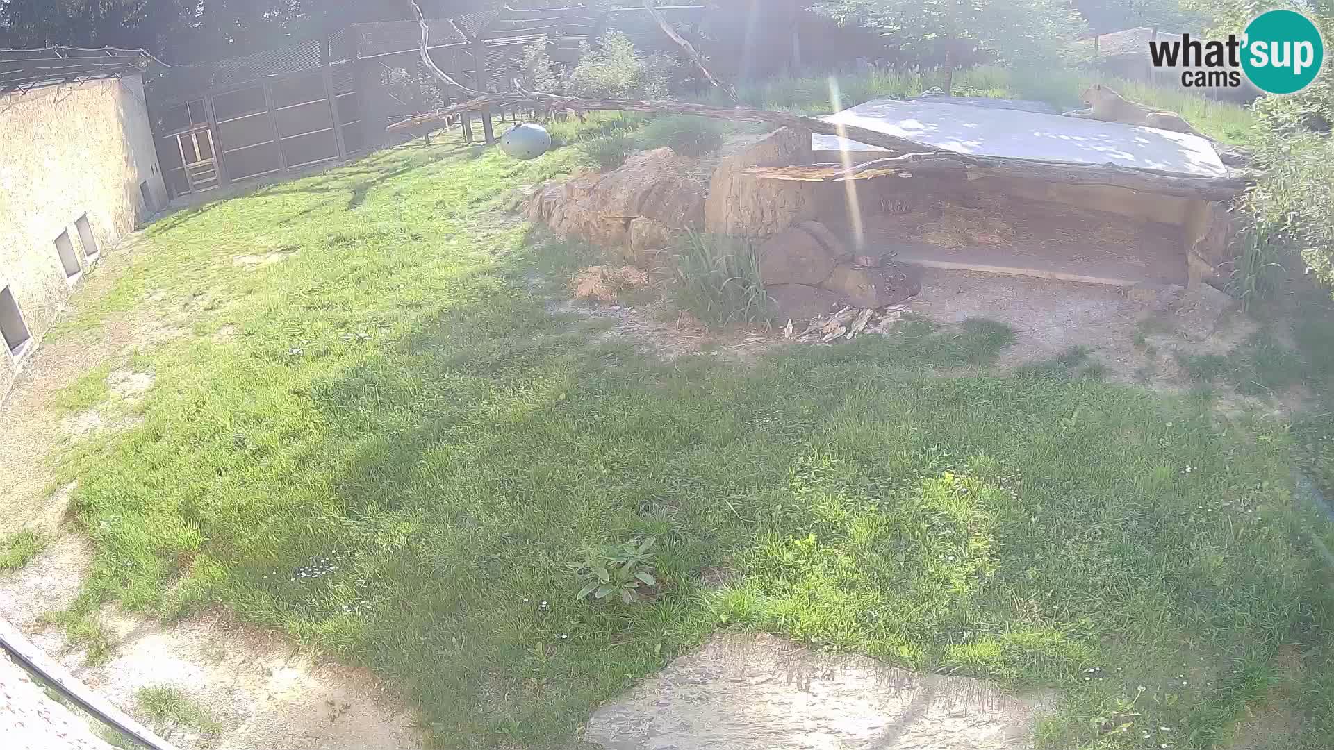 Lavovi web kamera uživo u ljubljanskom zoološkom vrtu – Slovenija