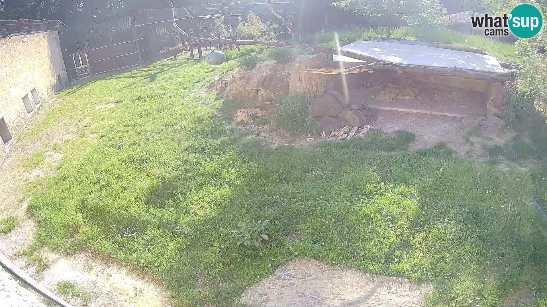 LION live Webcam in Ljubljana Zoo – Slovenia