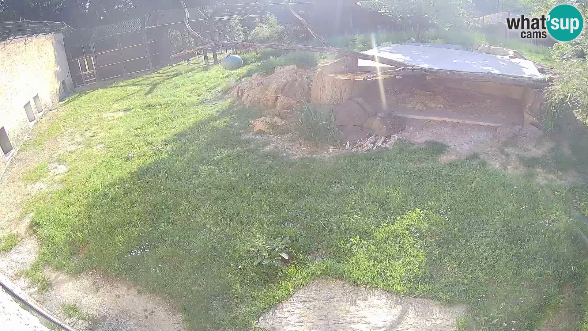LION live Webcam in Ljubljana Zoo – Slovenia
