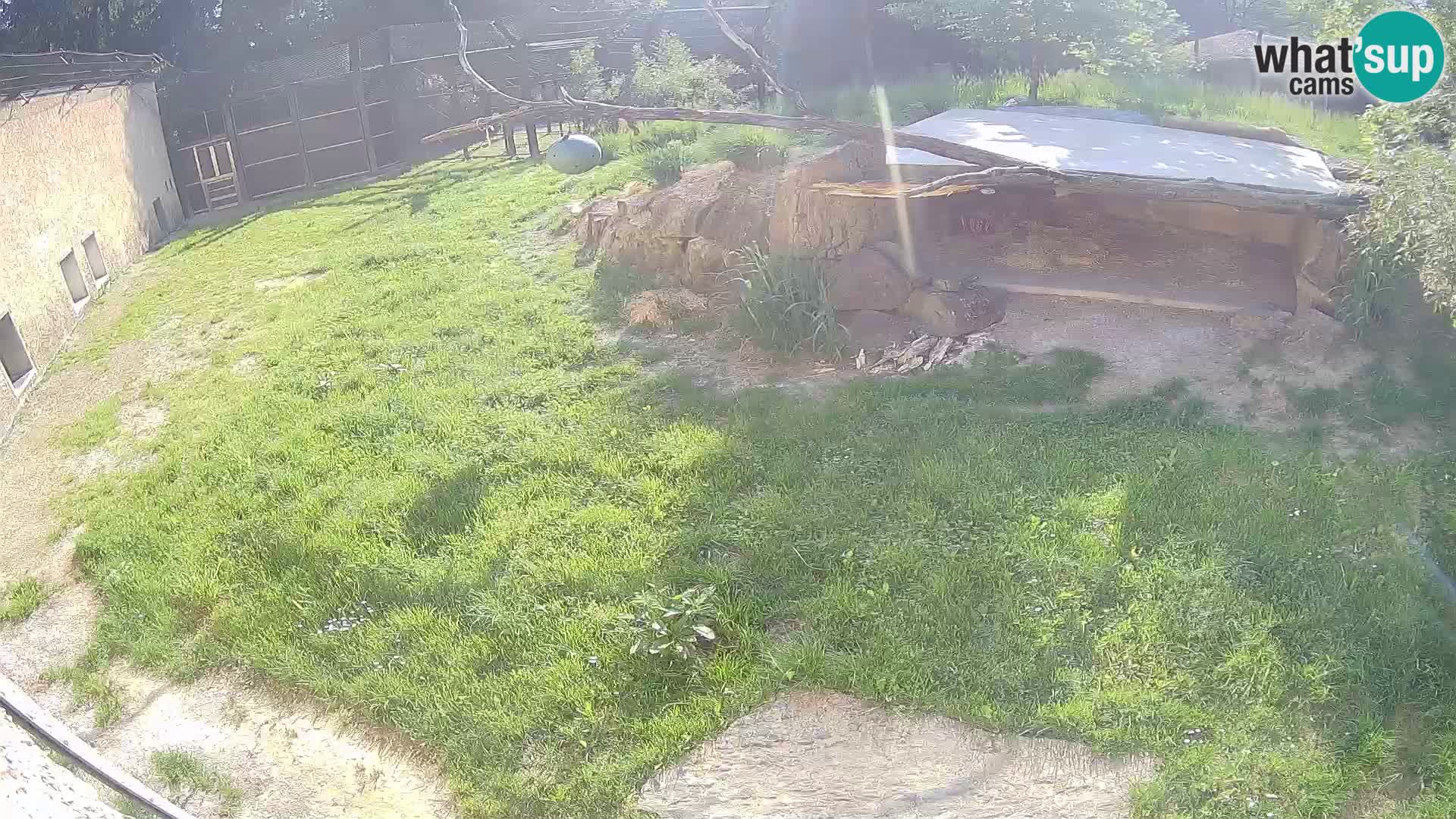 LEVI spletna kamera v živalskem vrtu Ljubljana Zoo