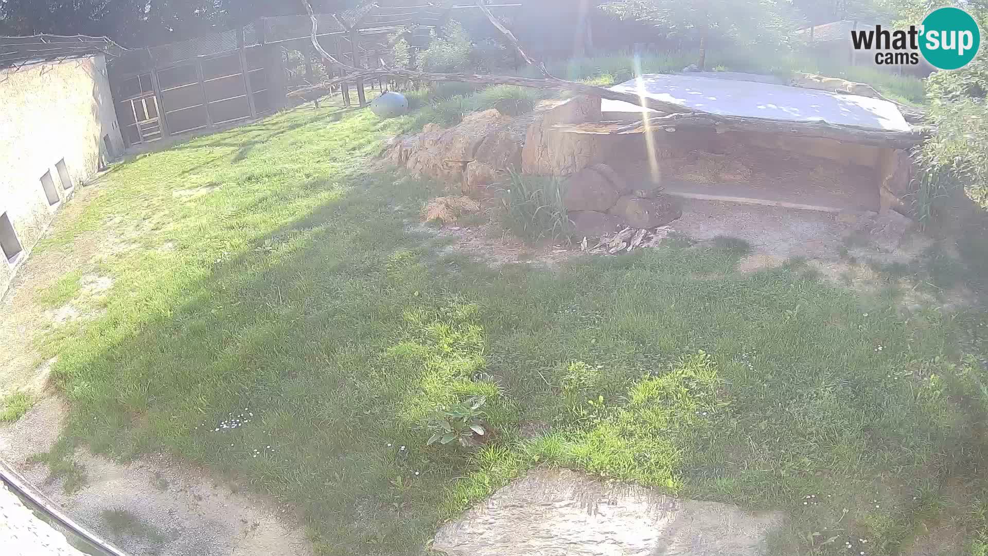 LEONE live Webcam nello zoo di Lubiana – Slovenia