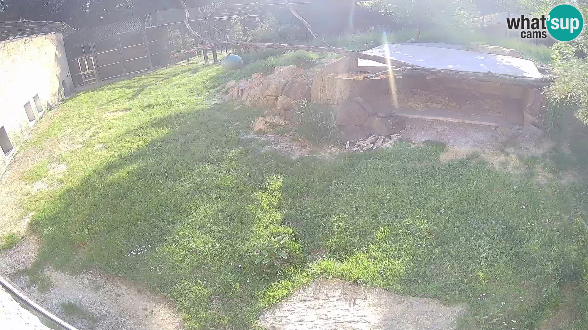 LEVI spletna kamera v živalskem vrtu Ljubljana Zoo