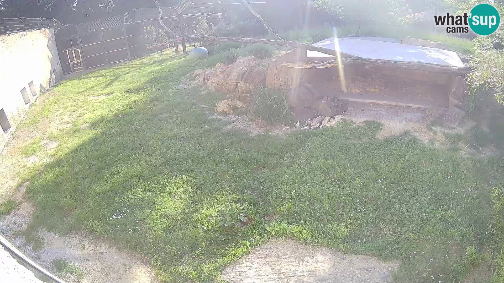 Lavovi web kamera uživo u ljubljanskom zoološkom vrtu – Slovenija