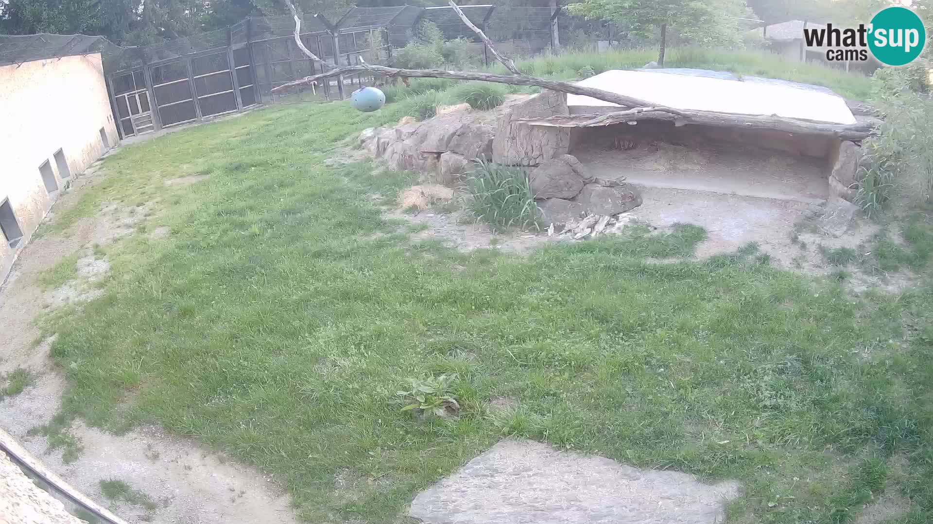 LEVI spletna kamera v živalskem vrtu Ljubljana Zoo