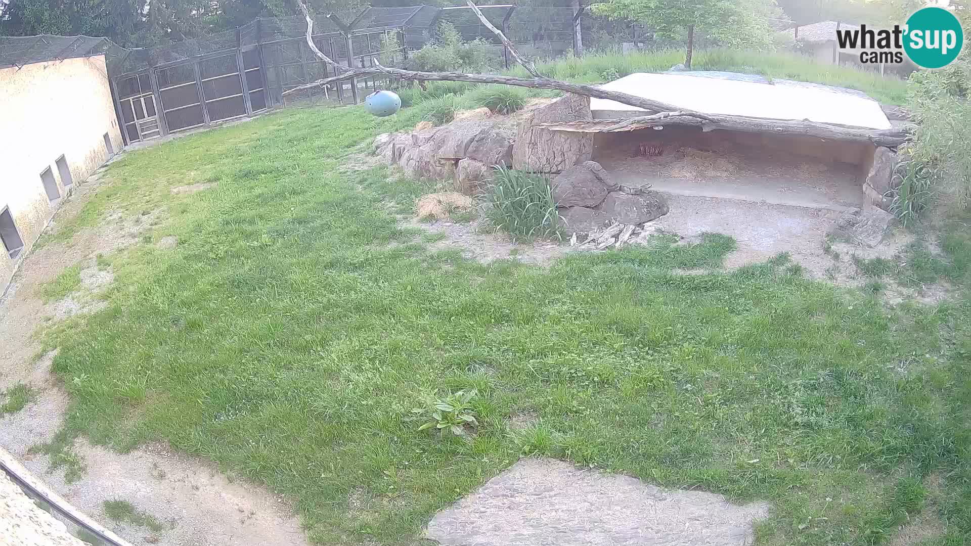 Löwe live Webcam im Zoo von Ljubljana – Slowenien