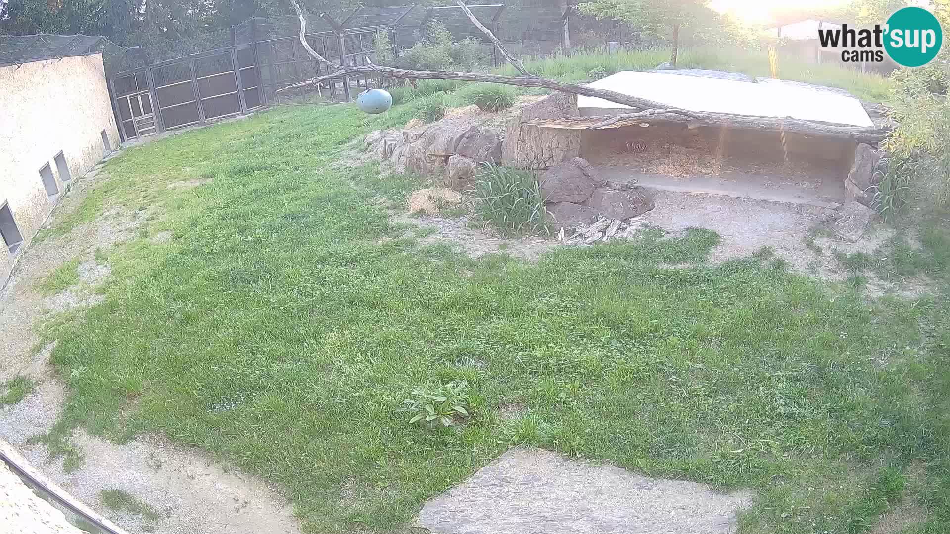 Lavovi web kamera uživo u ljubljanskom zoološkom vrtu – Slovenija