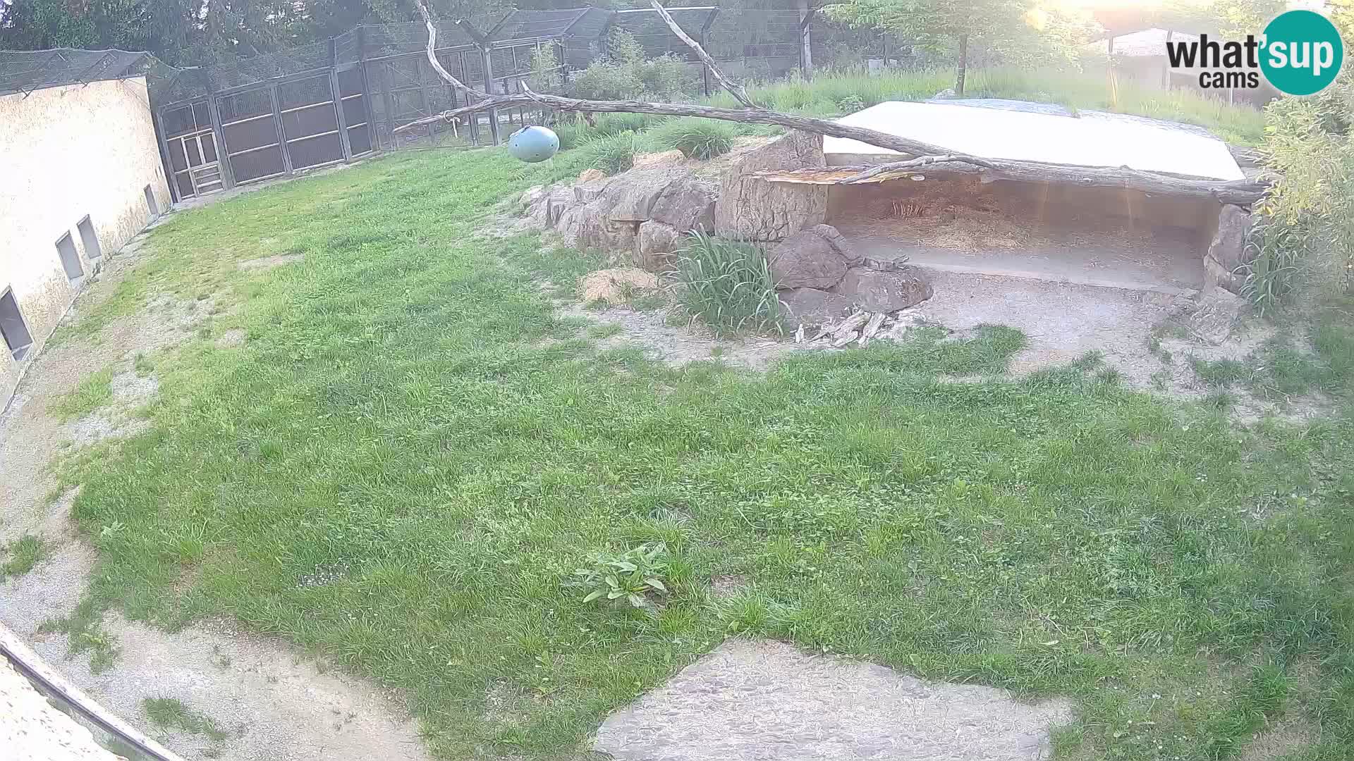 LION webcam en direct du zoo de Ljubljana – Slovénie