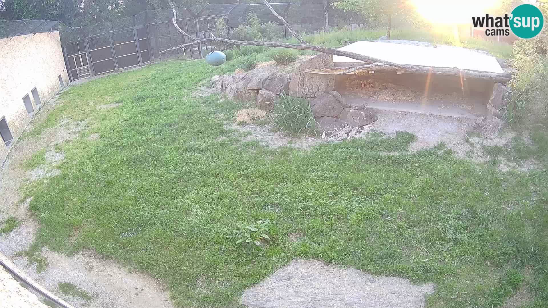 LEON Webcam en vivo en Ljubljana Zoo – Eslovenia