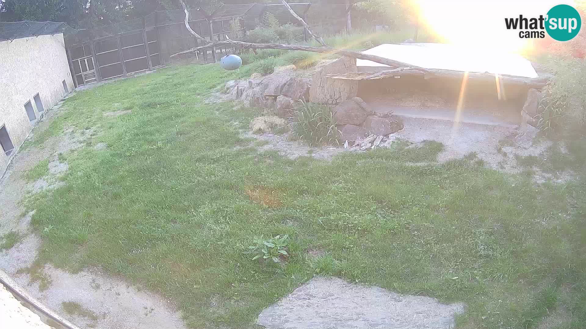 LION webcam en direct du zoo de Ljubljana – Slovénie