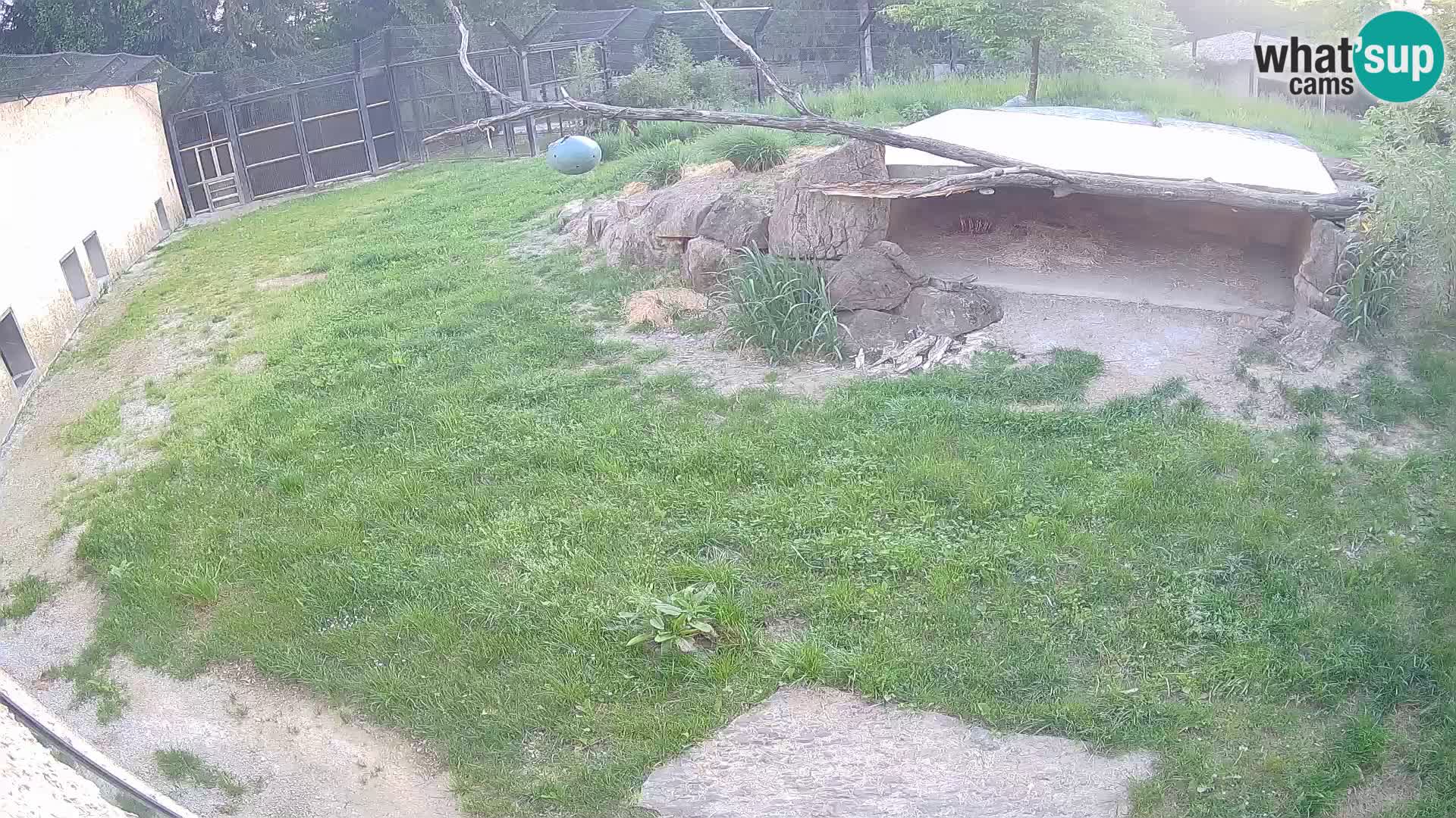 LION webcam en direct du zoo de Ljubljana – Slovénie