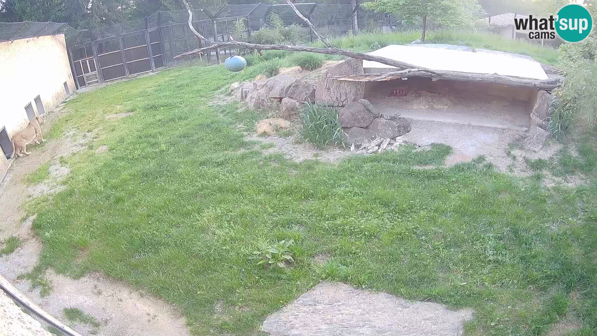 Lavovi web kamera uživo u ljubljanskom zoološkom vrtu – Slovenija