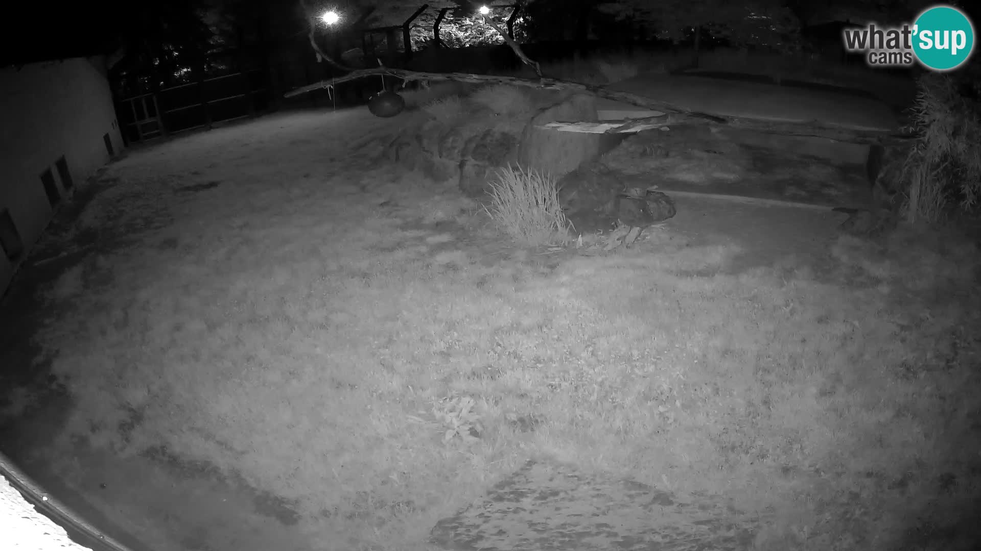 LEON Webcam en vivo en Ljubljana Zoo – Eslovenia