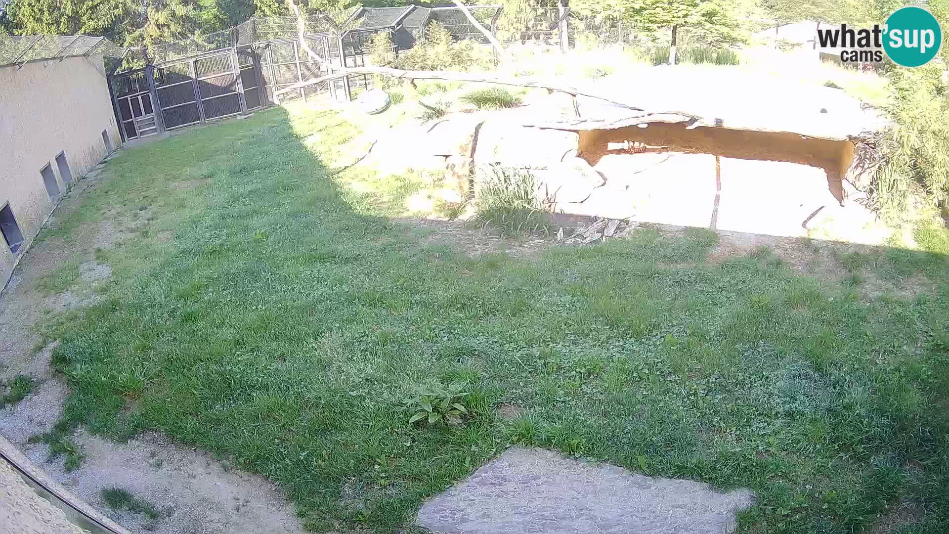 Lavovi web kamera uživo u ljubljanskom zoološkom vrtu – Slovenija