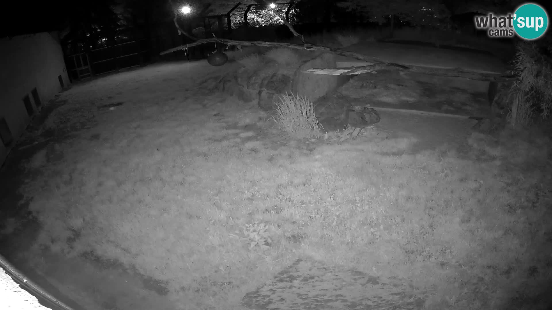 Löwe live Webcam im Zoo von Ljubljana – Slowenien