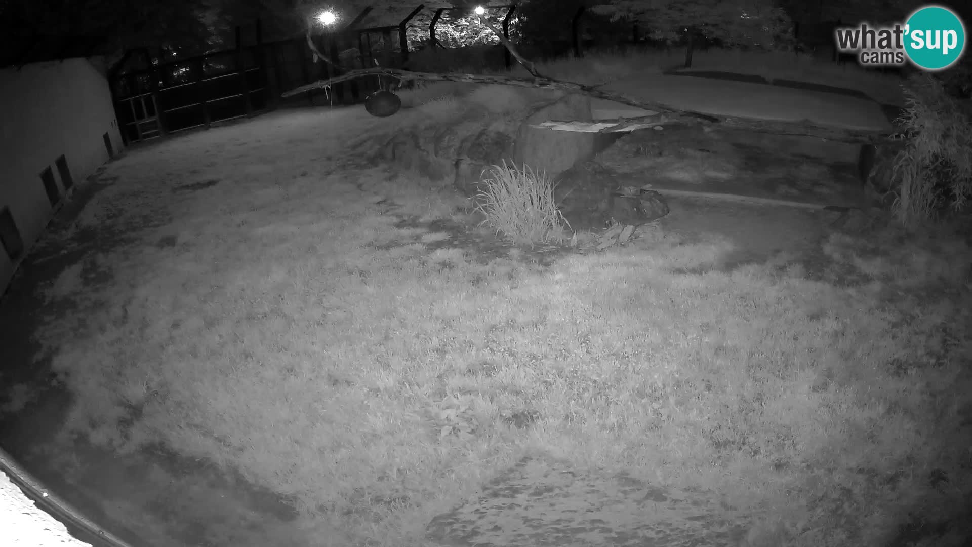 LEON Webcam en vivo en Ljubljana Zoo – Eslovenia