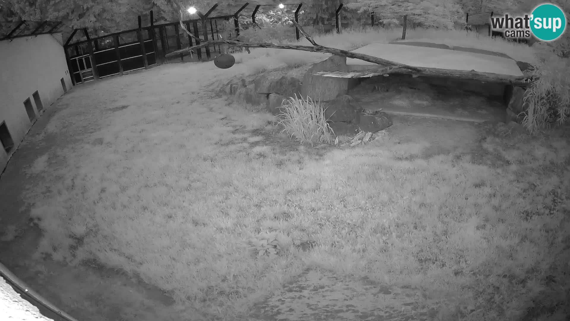 LION webcam en direct du zoo de Ljubljana – Slovénie