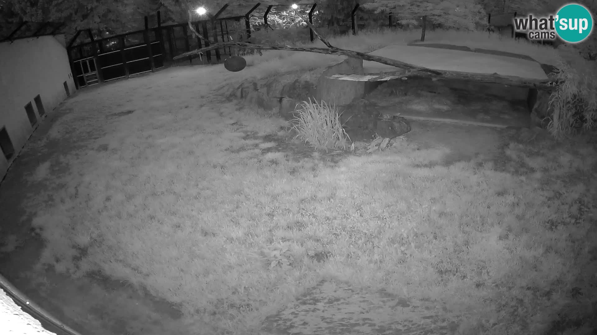 LION webcam en direct du zoo de Ljubljana – Slovénie