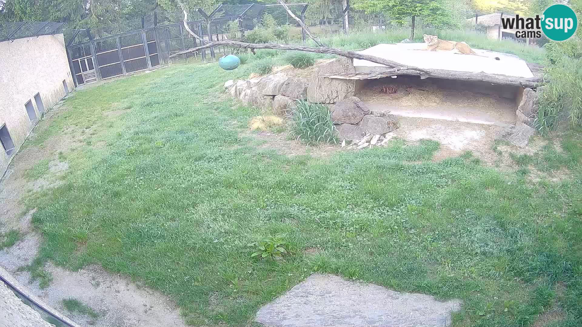 LEON Webcam en vivo en Ljubljana Zoo – Eslovenia