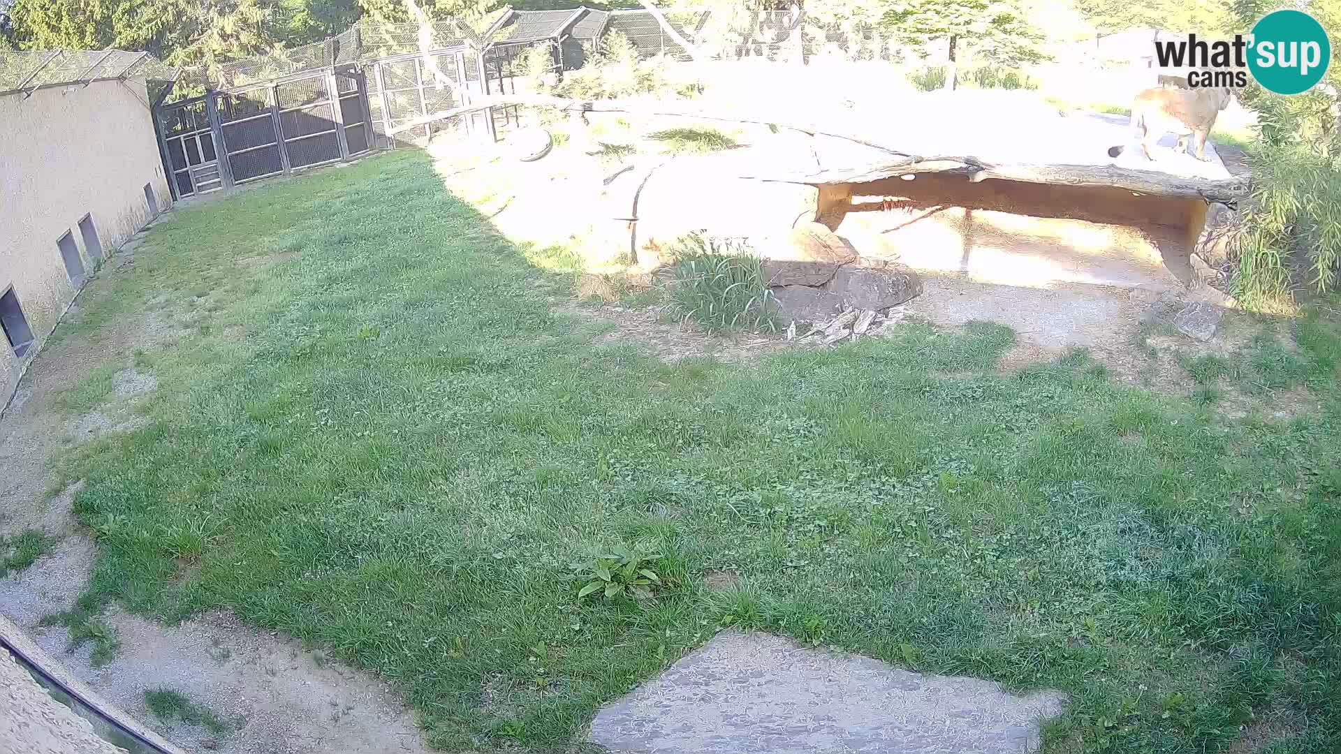 LEON Webcam en vivo en Ljubljana Zoo – Eslovenia