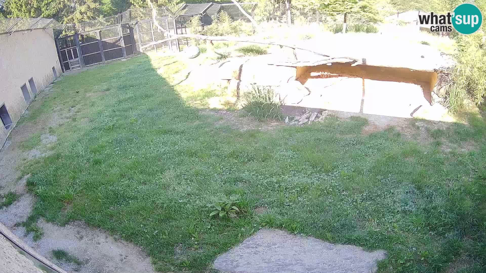 LION webcam en direct du zoo de Ljubljana – Slovénie