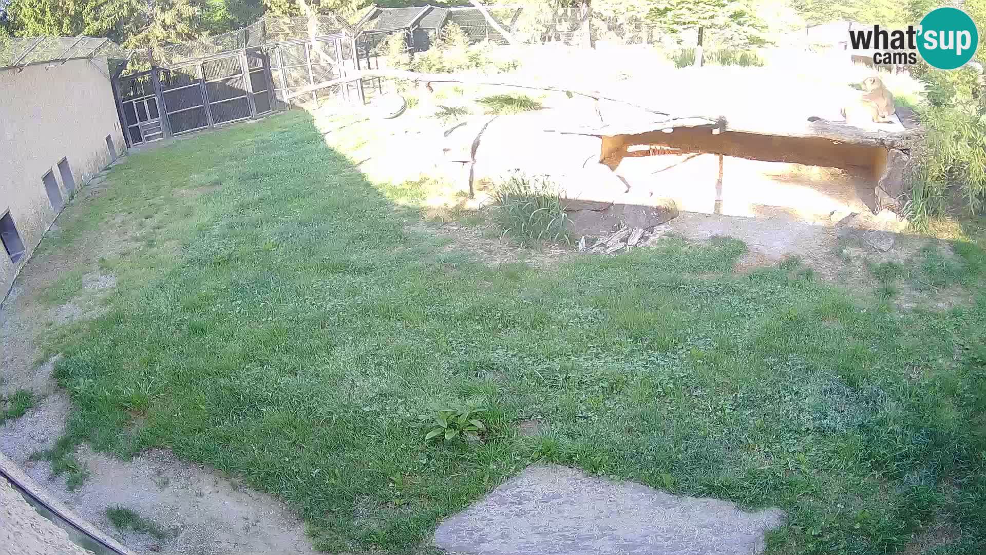 LION webcam en direct du zoo de Ljubljana – Slovénie