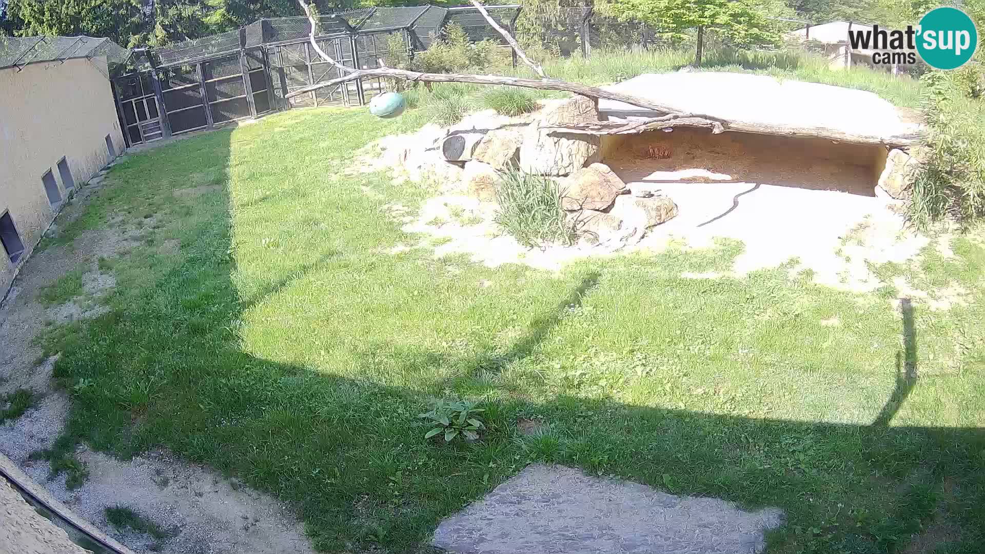 LEVI spletna kamera v živalskem vrtu Ljubljana Zoo