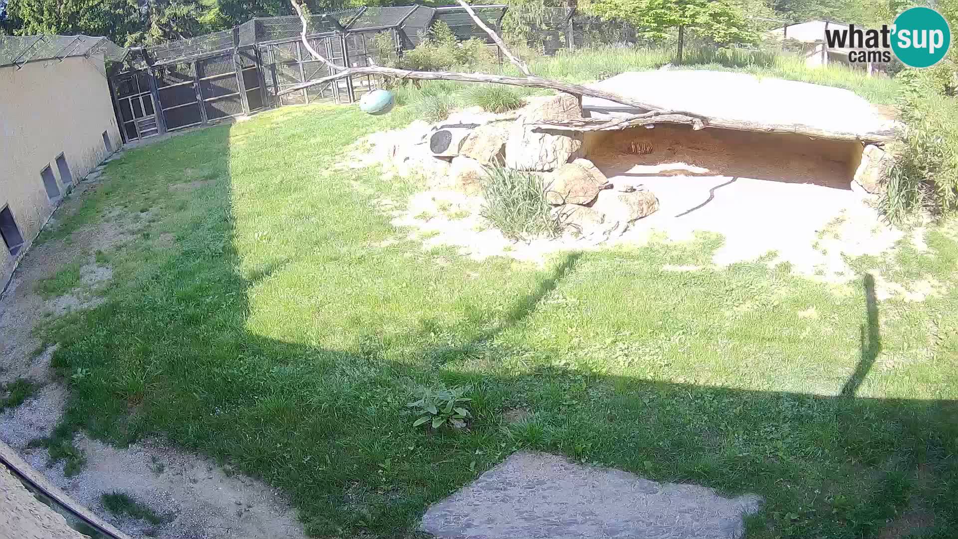 LEVI spletna kamera v živalskem vrtu Ljubljana Zoo