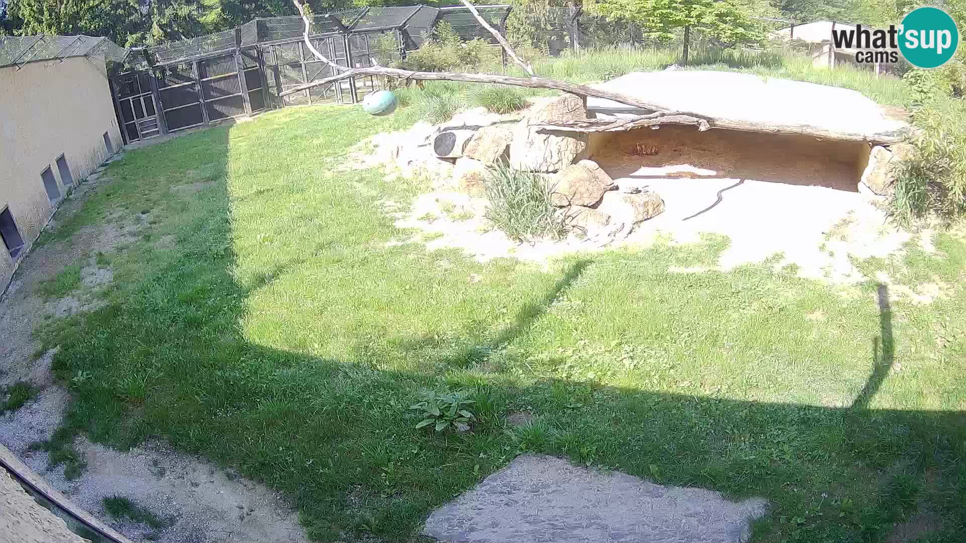 Löwe live Webcam im Zoo von Ljubljana – Slowenien