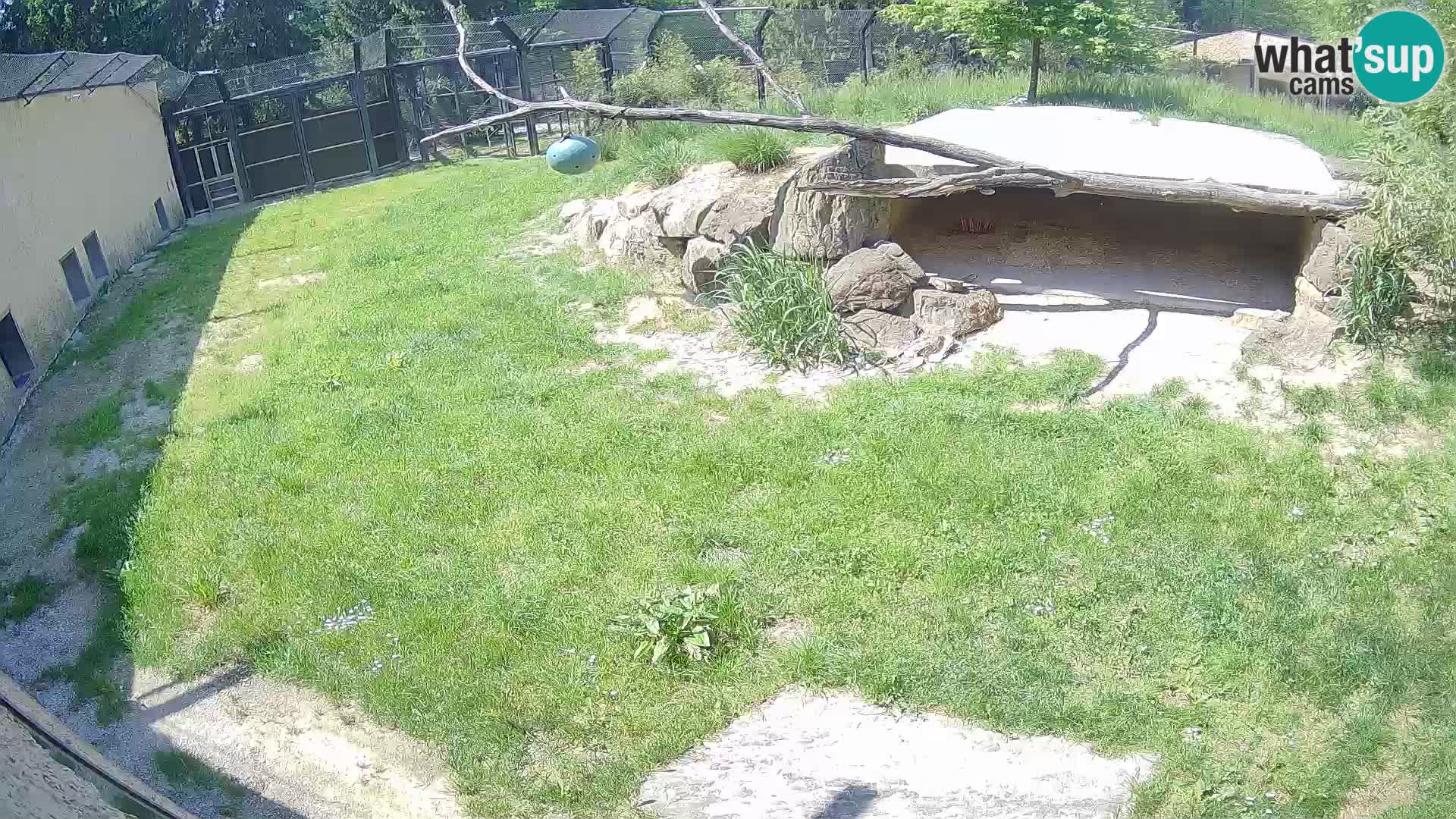 Löwe live Webcam im Zoo von Ljubljana – Slowenien