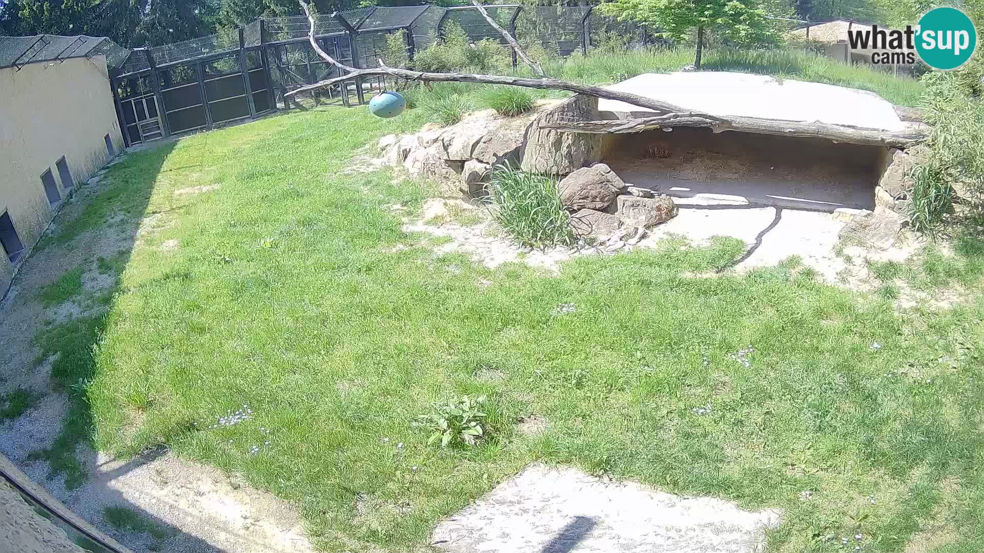 LION live Webcam in Ljubljana Zoo – Slovenia