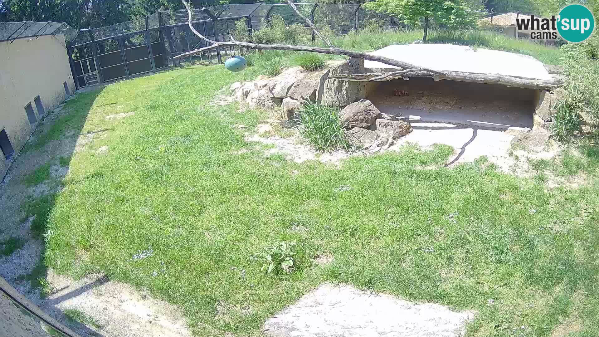 LEON Webcam en vivo en Ljubljana Zoo – Eslovenia