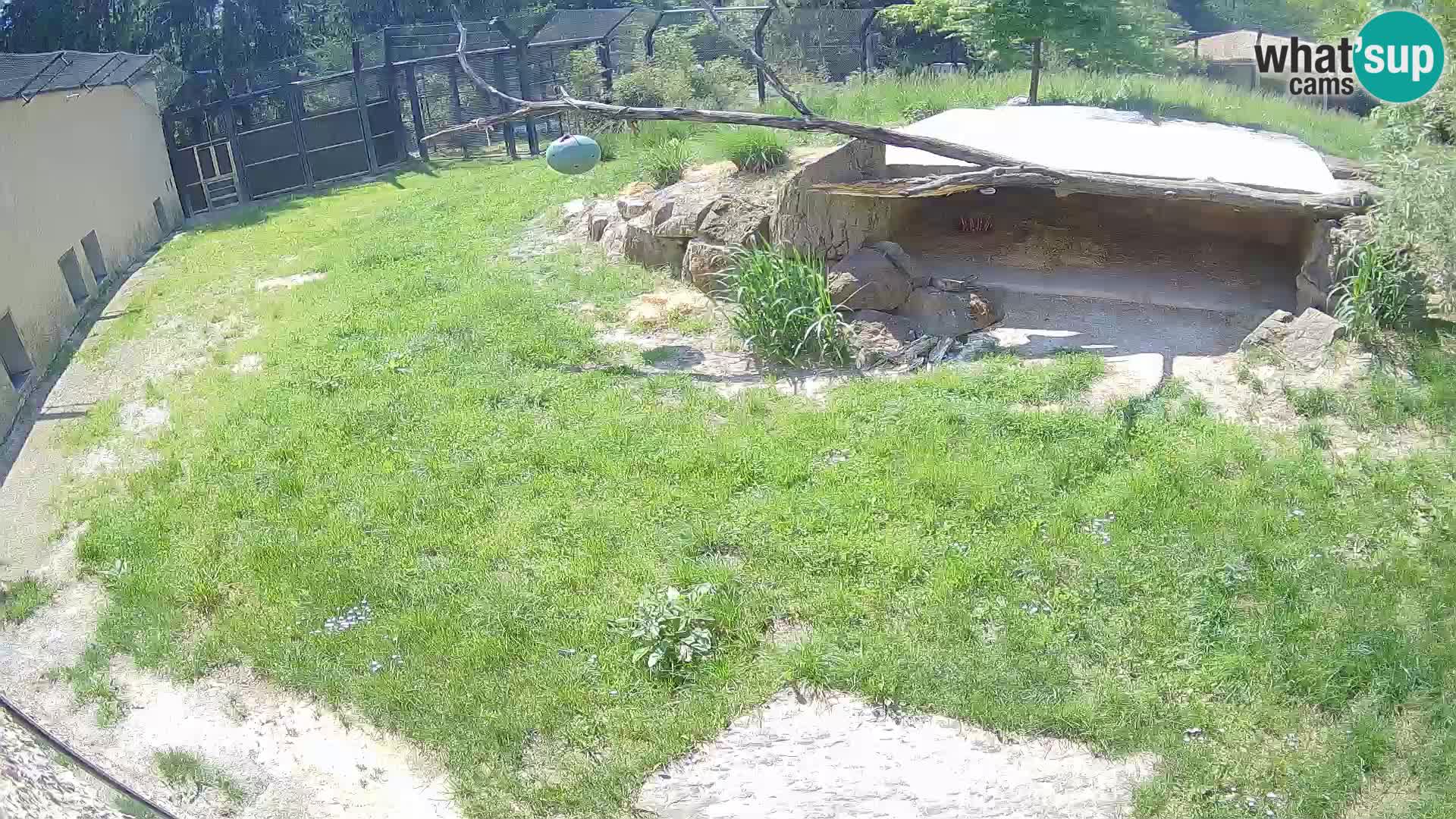 LEON Webcam en vivo en Ljubljana Zoo – Eslovenia