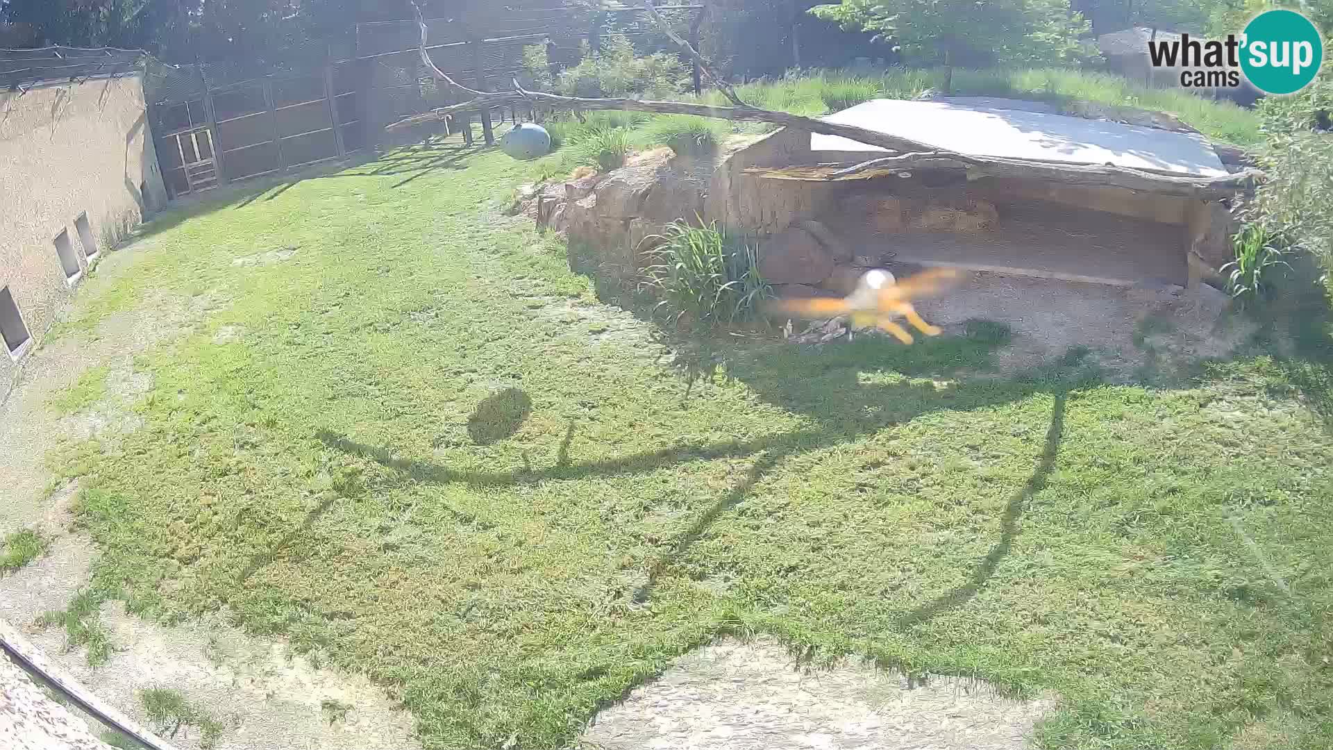 LION live Webcam in Ljubljana Zoo – Slovenia